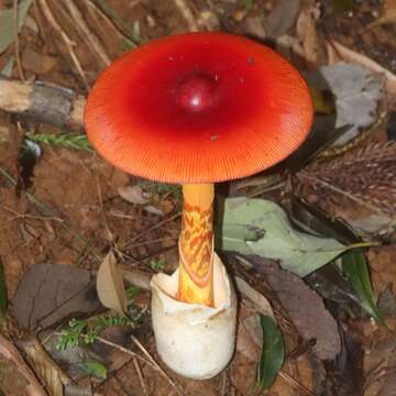 Image of Amanita hemibapha (Berk. & Broome) Sacc. 1887