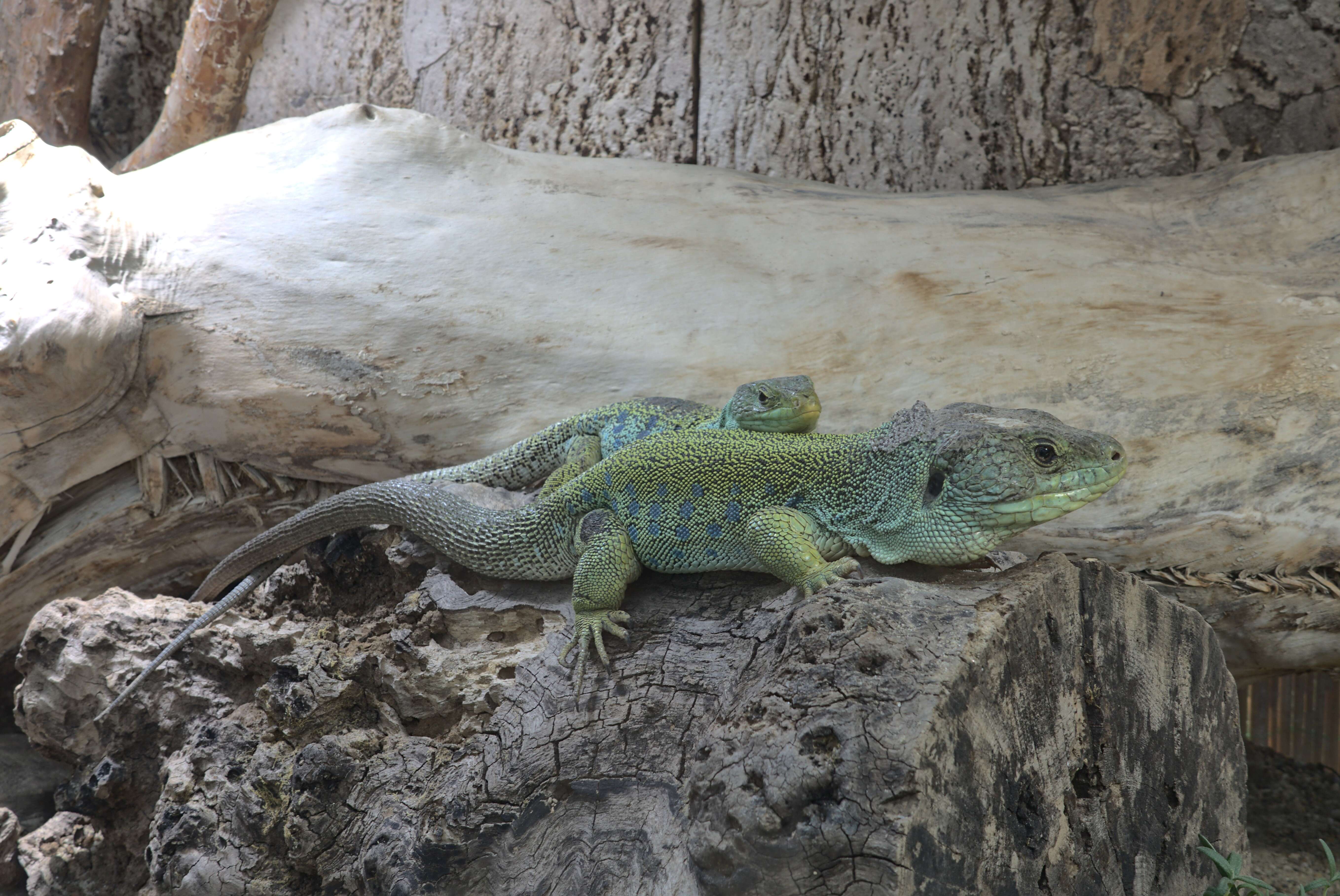 Image of Ocellated Lizard