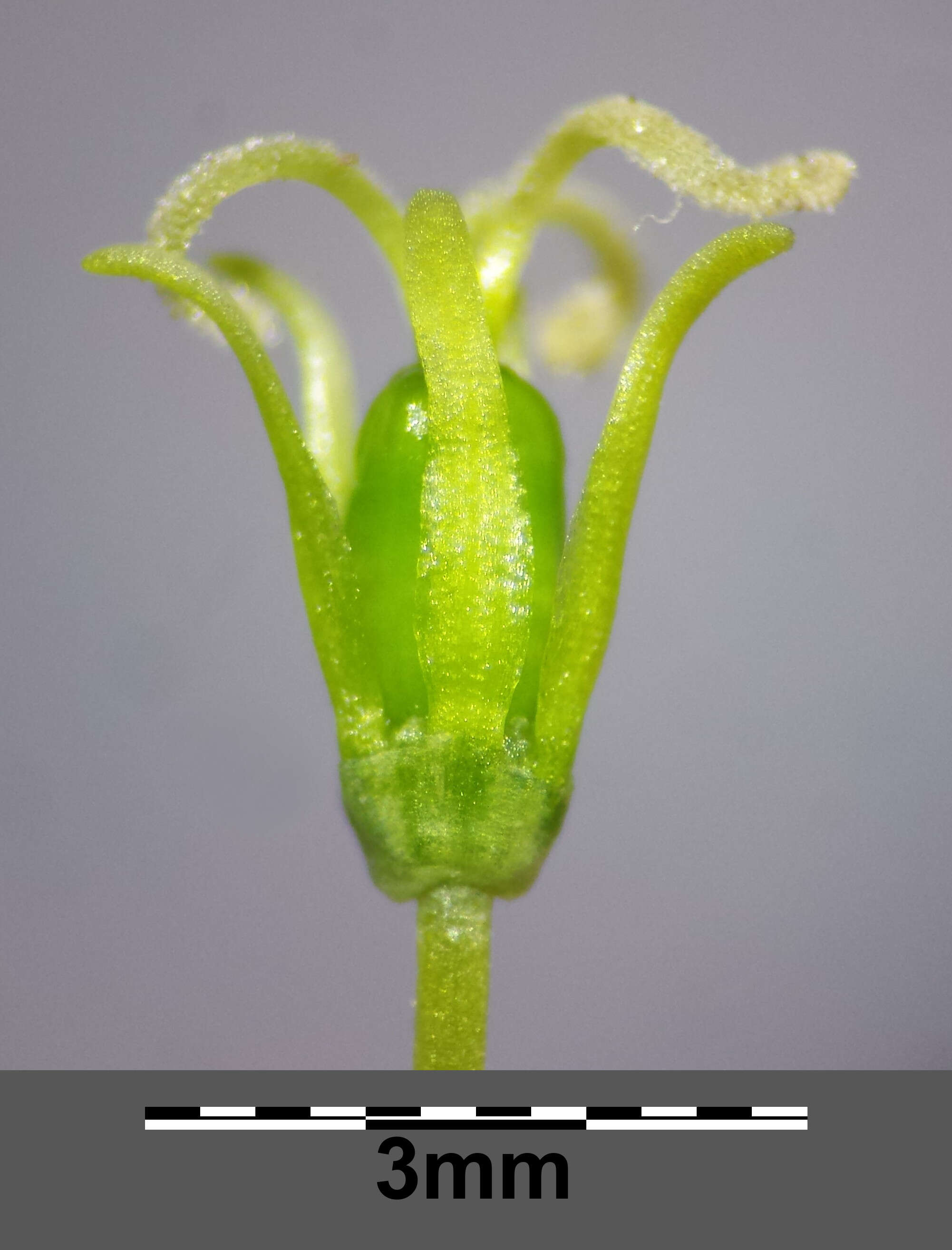 صورة Silene otites (L.) Wibel