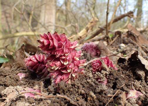 Image of common toothwort