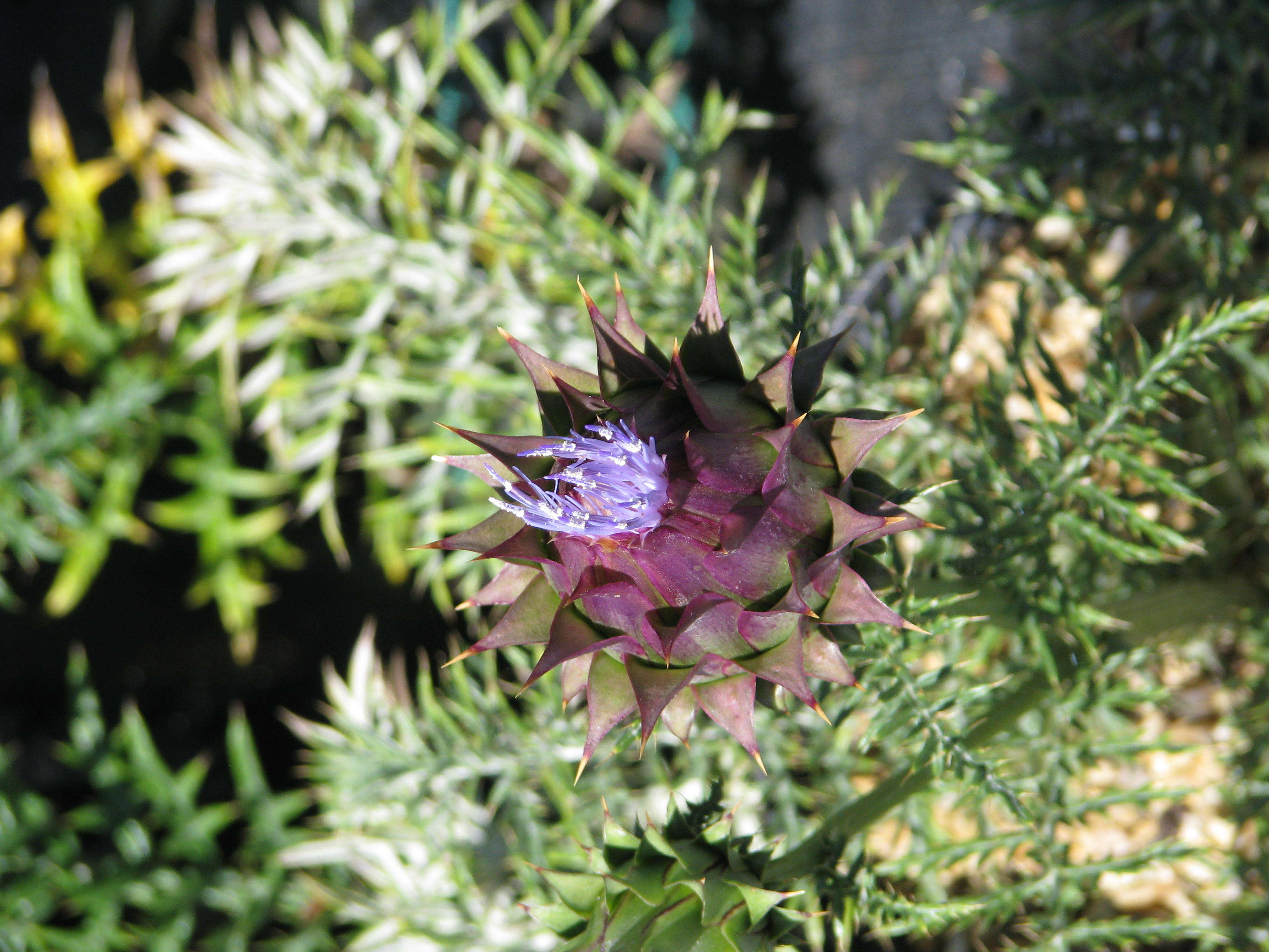 Image of Cynara humilis L.