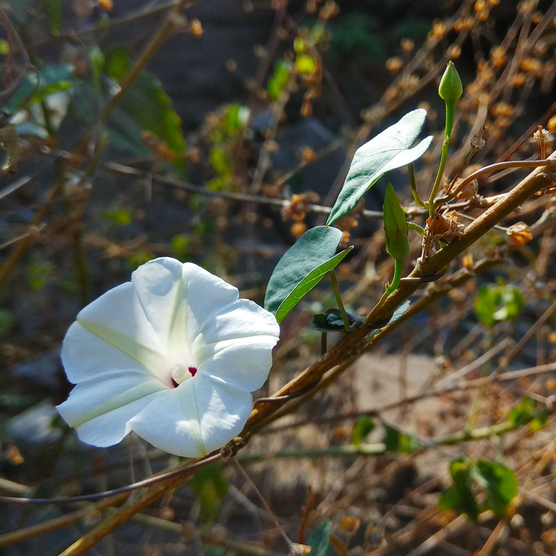 Image of Obscure Morning Glory