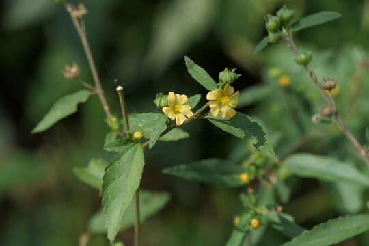 Imagem de Sida rhombifolia L.