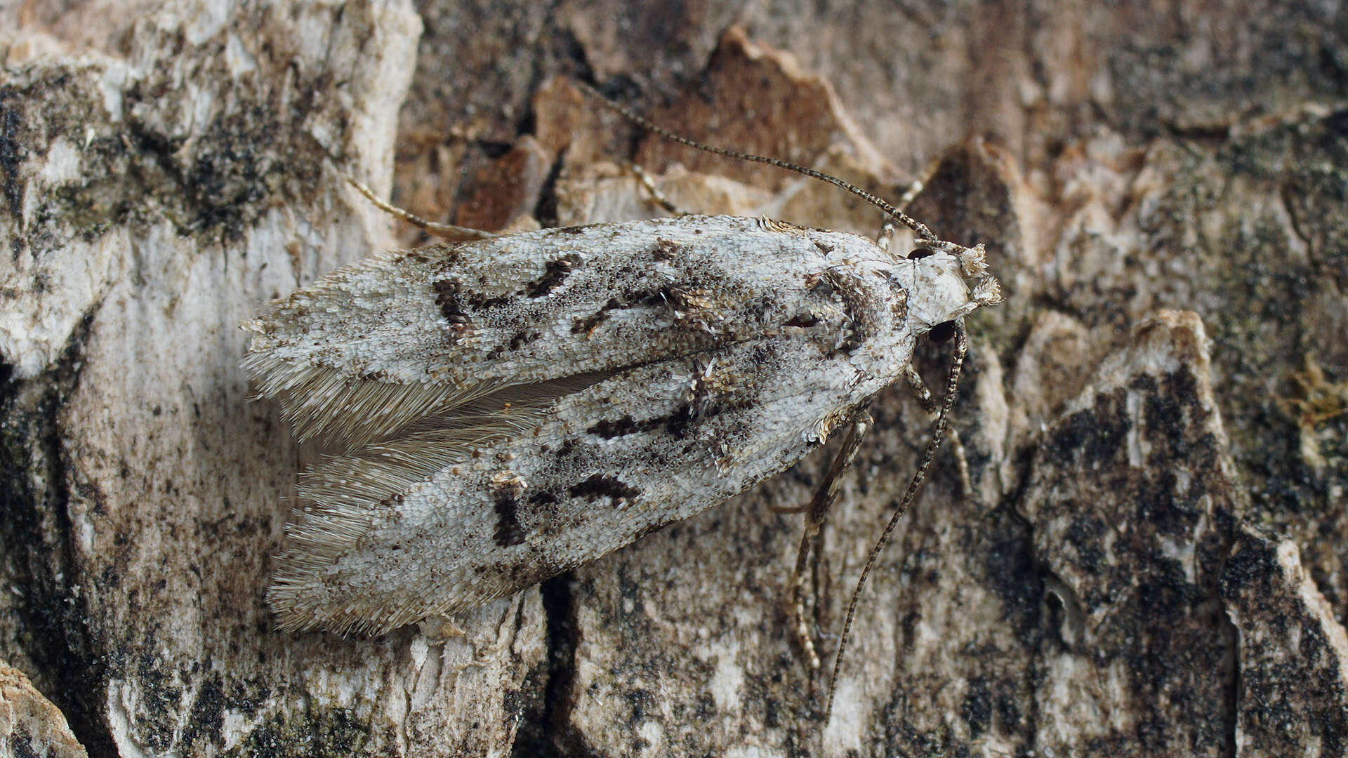 Image of Altenia scriptella