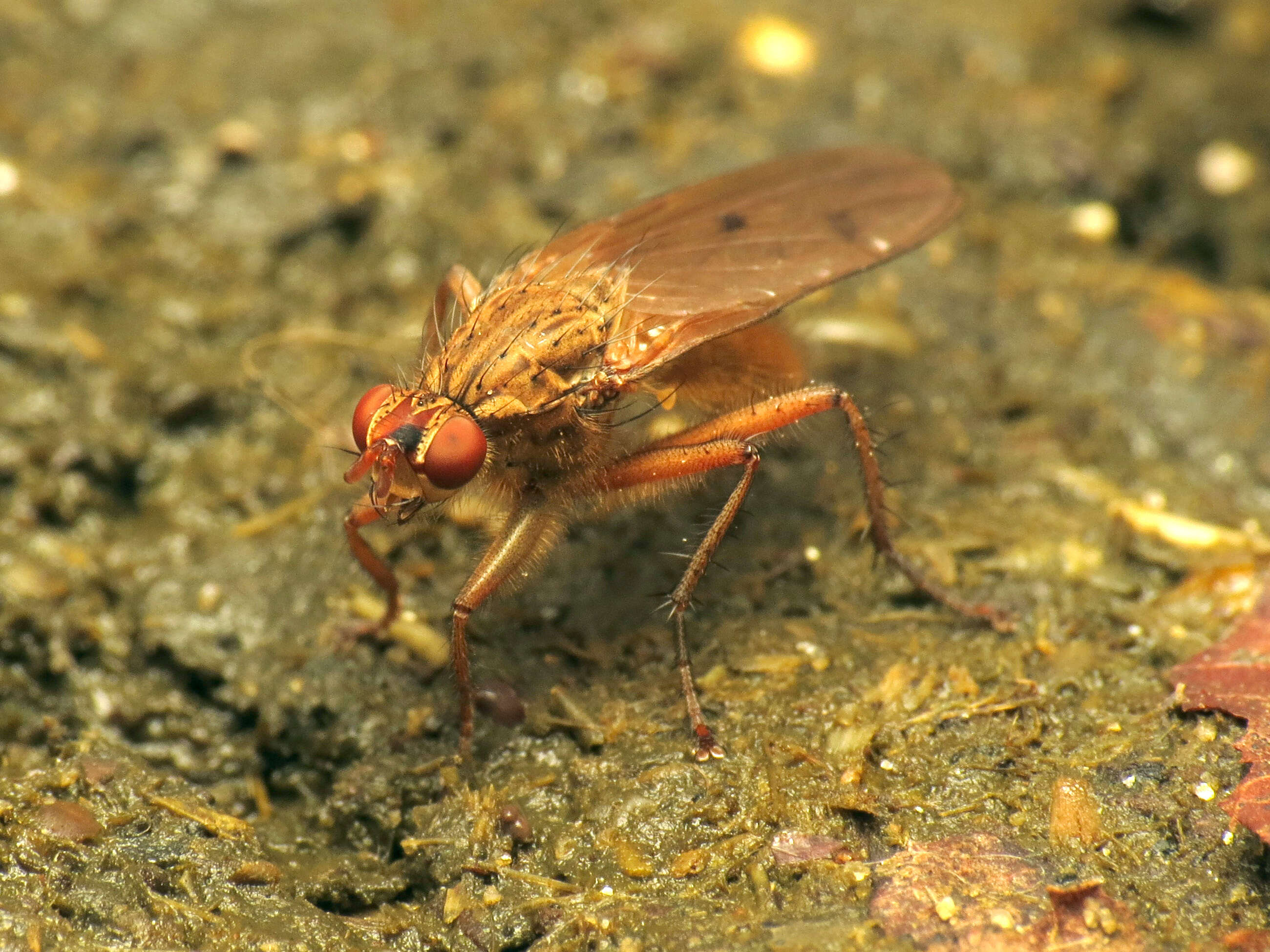 Image of Scathophaga furcata (Say 1823)