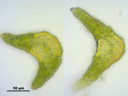 Image of Fragile tortella moss