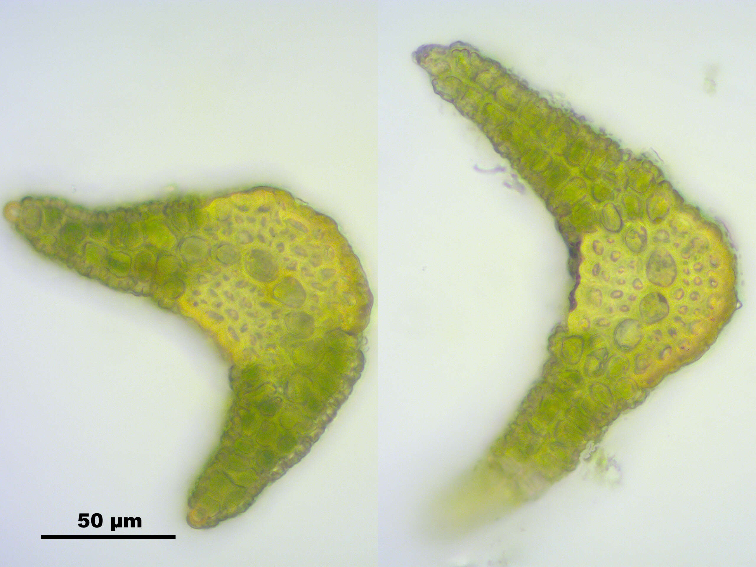 Image of Fragile tortella moss