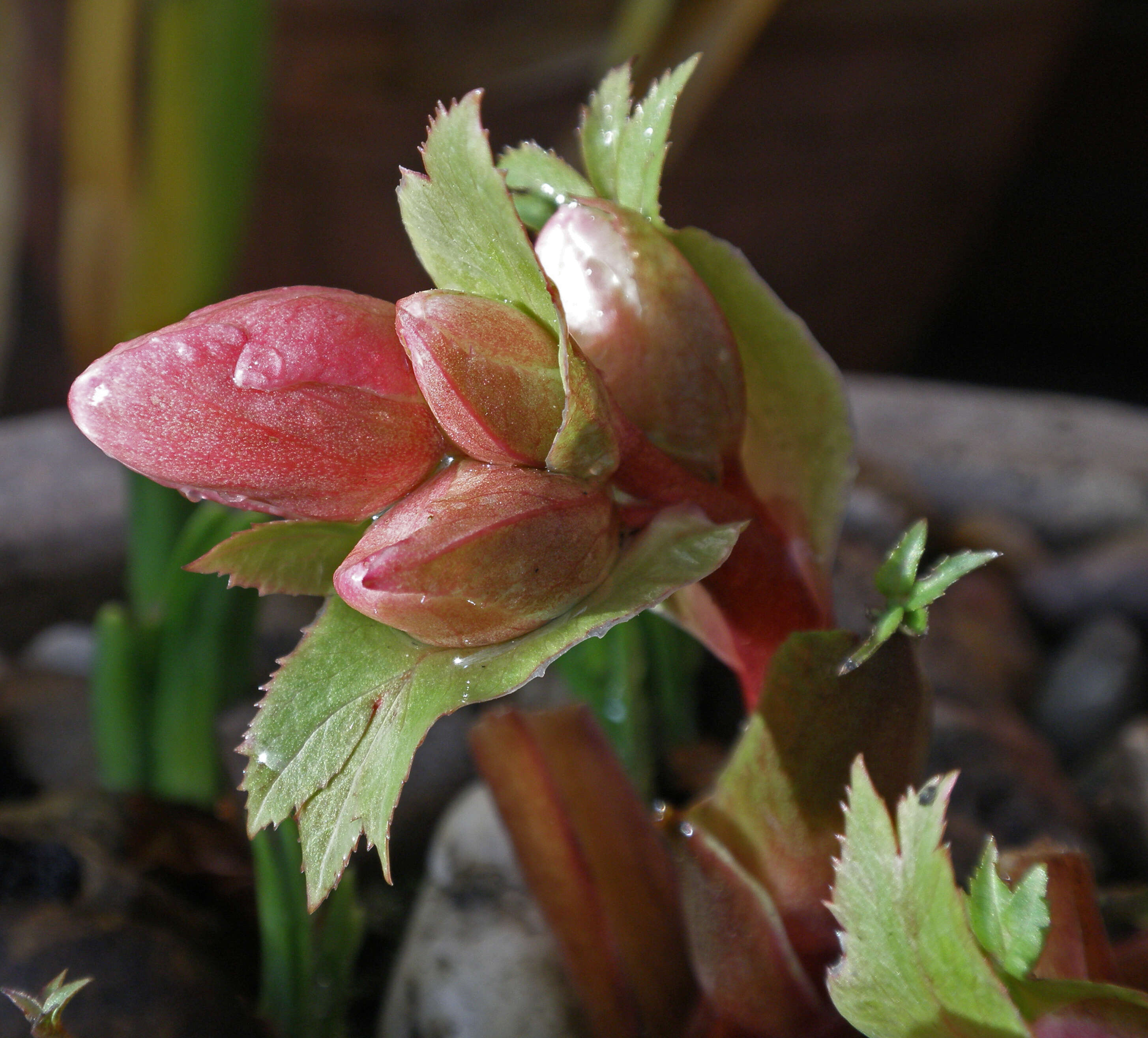 Image of Hellebore