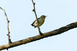 Image of Pale-billed Flowerpecker