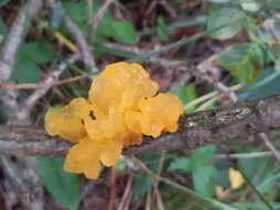 Image of Witches butter