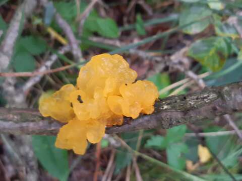 Image of Witches butter