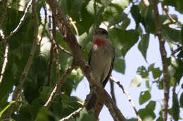 Pachyramphus aglaiae (Lafresnaye 1839) resmi