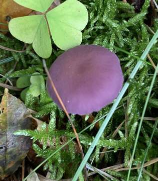 Image of Laccaria amethystina Cooke 1884