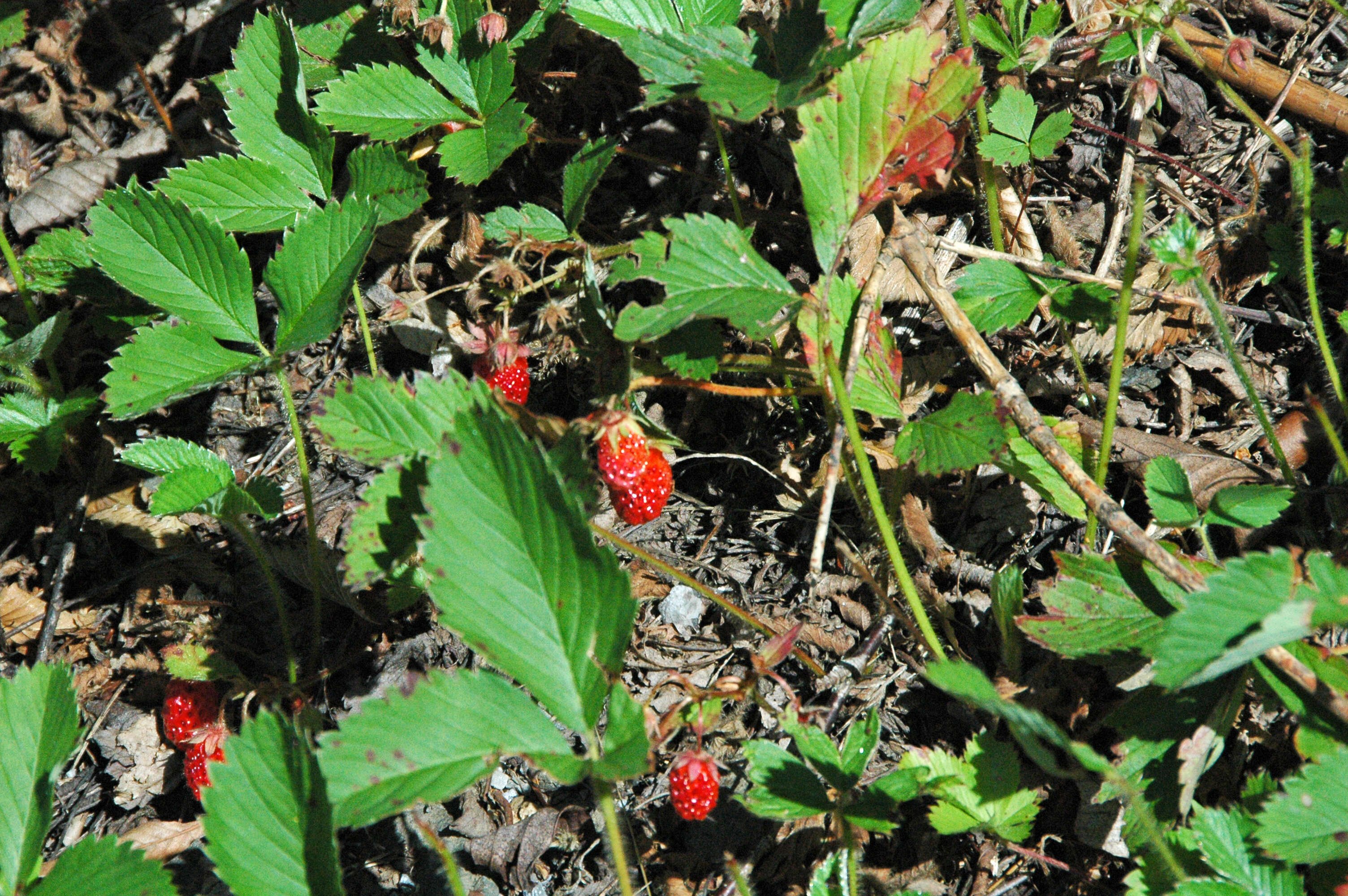 Image of Virginia strawberry