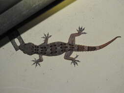 Image of Spotted Leaf-toed Gecko