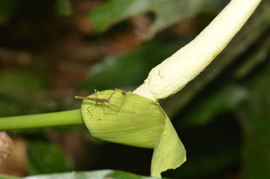 Amorphophallus resmi