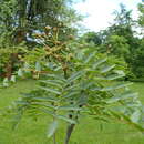 Image of Sorbus rosea Mc All.