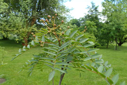 Imagem de Sorbus rosea Mc All.