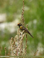 Image of Fire-fronted Serin