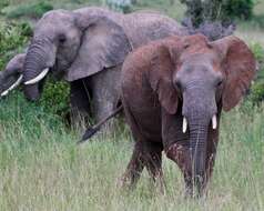 Image of African elephant