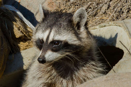 Image of raccoons