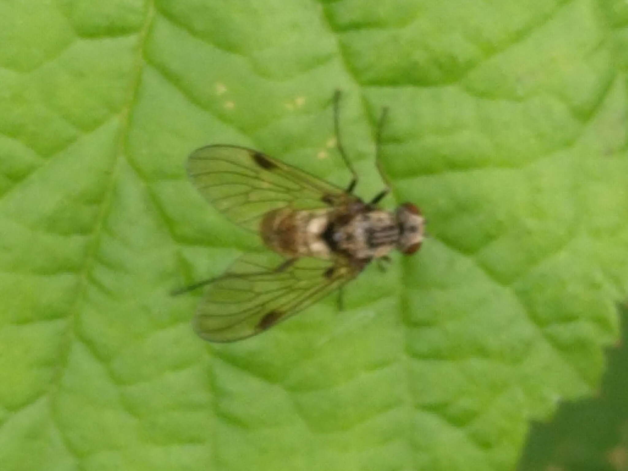 Image of Chrysopilus cristatus