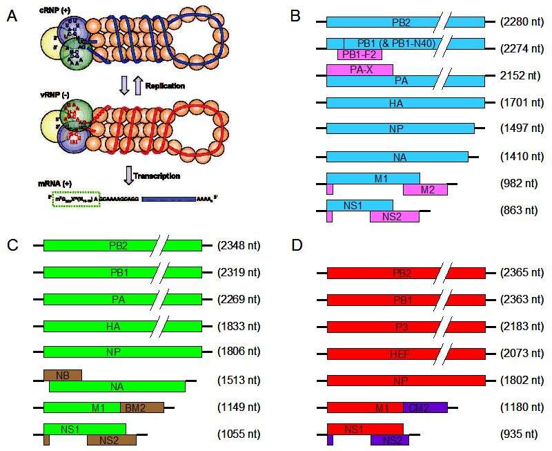 Plancia ëd Influenza A virus