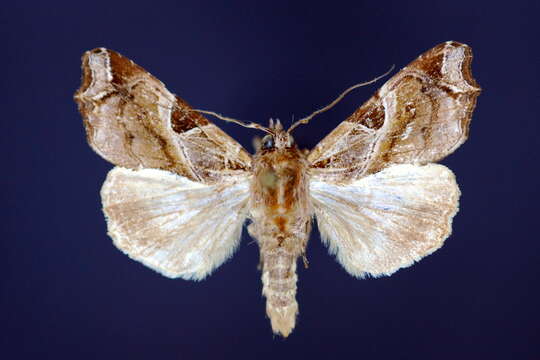 Image of Florida Fern Moth