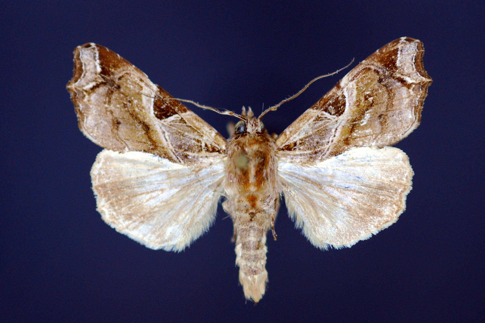 Image de Callopistria floridensis Guenée 1852