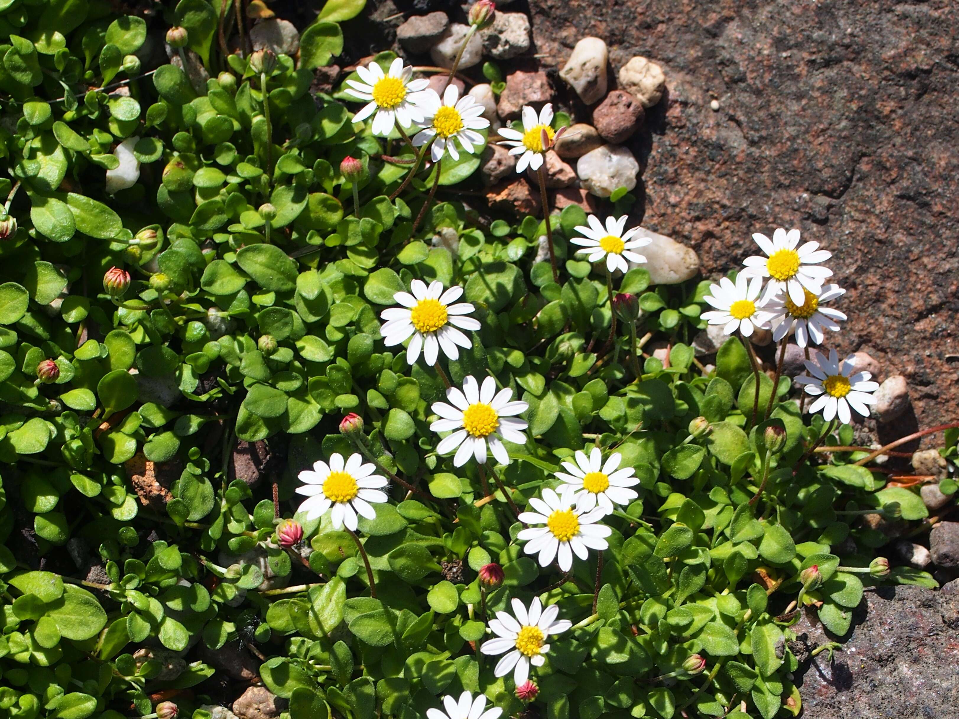 Image de Bellium fausse pâquerette