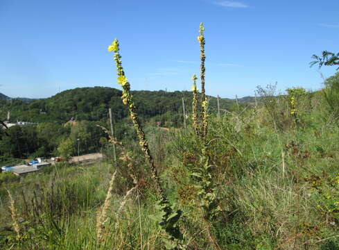 Image of Great Mullein