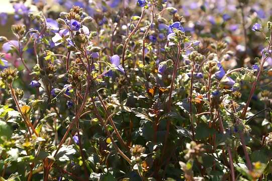 Слика од Veronica repens Clarion ex DC.