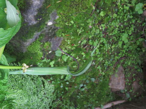 Image of Jacquemont's Cobra-Lily