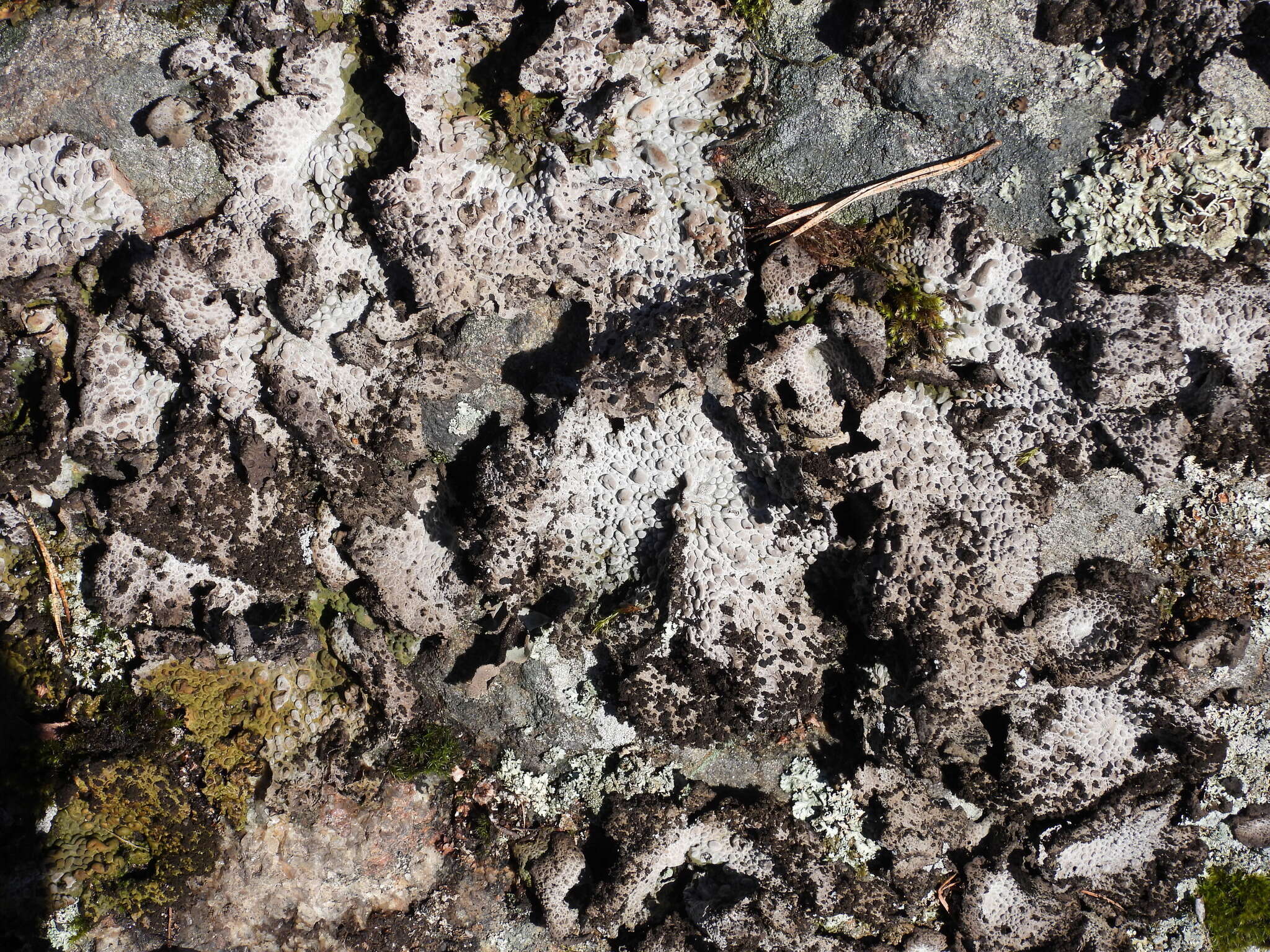 Image of blistered navel lichen