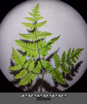 Image of scented oakfern