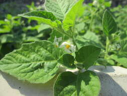 Plancia ëd Solanum nigrum L.