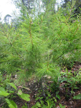 Pinus strobus var. chiapensis Martínez的圖片