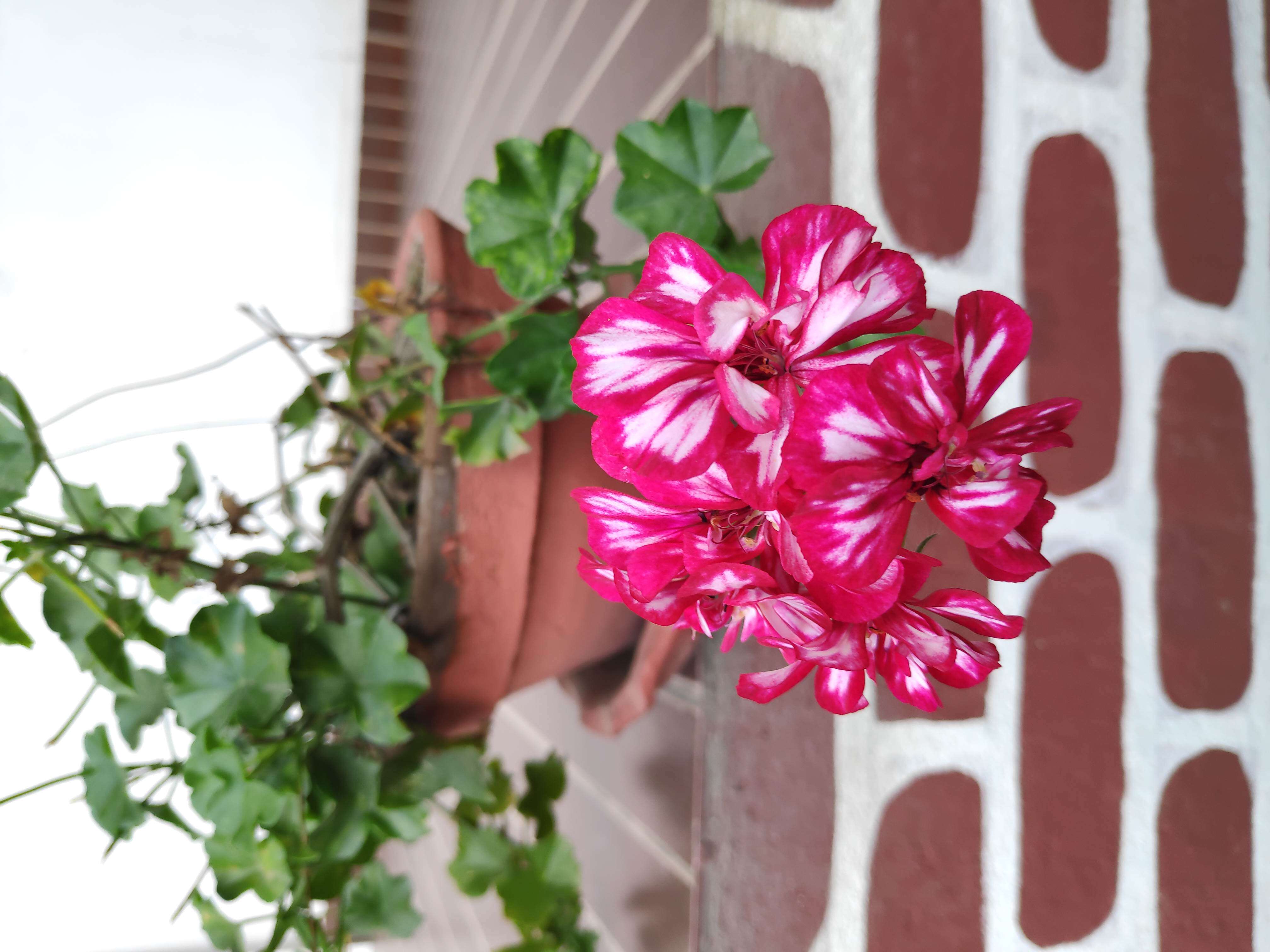 Image of Peltated Geranium