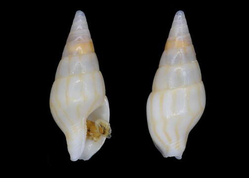 Image of Mitrella angustalineata K. Monsecour & D. Monsecour 2016