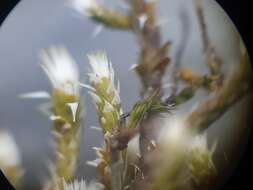 Image of hedwigia moss