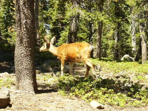 Image of Columbian black-tailed deer