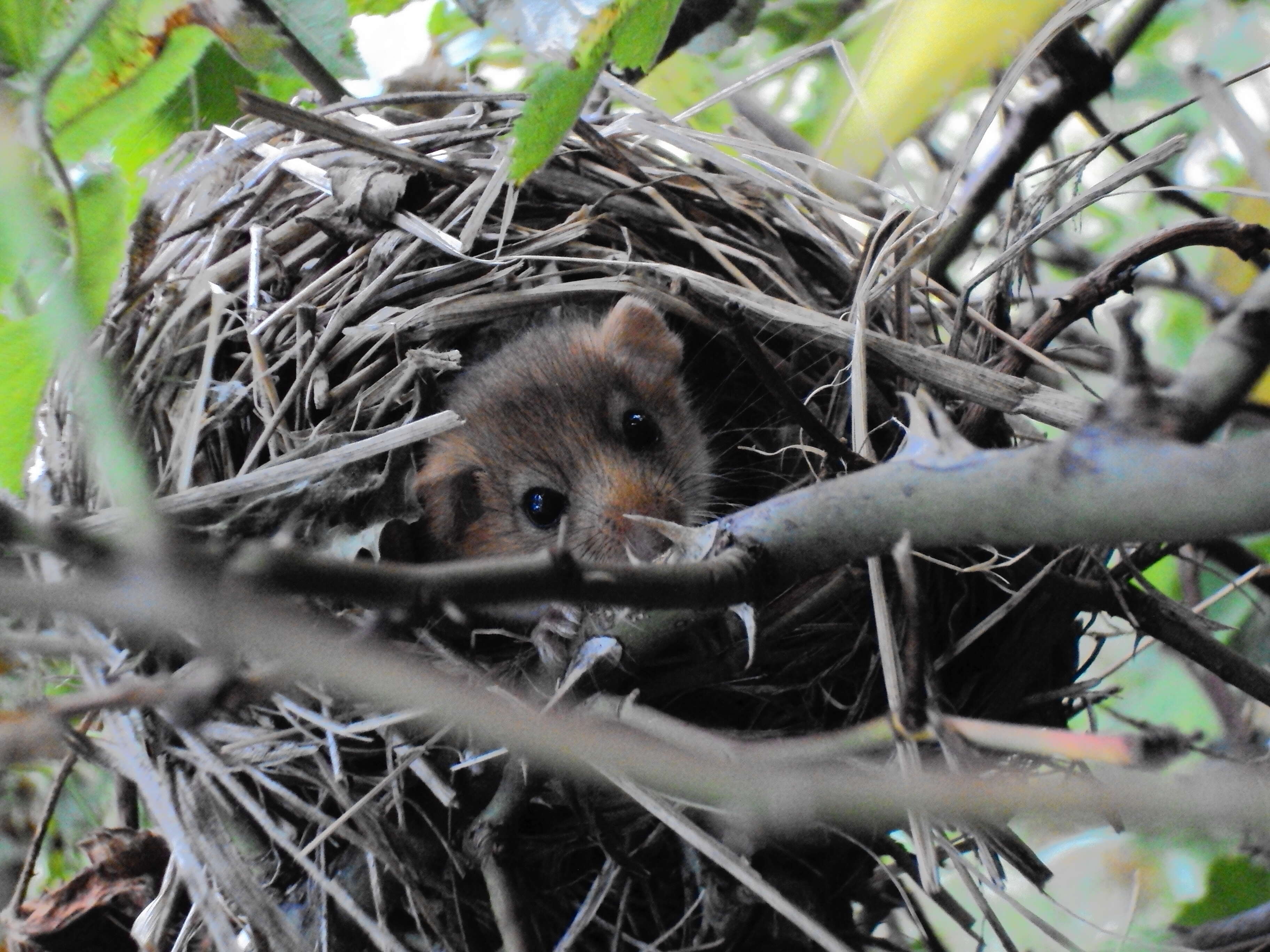 Image of hazel dormouse