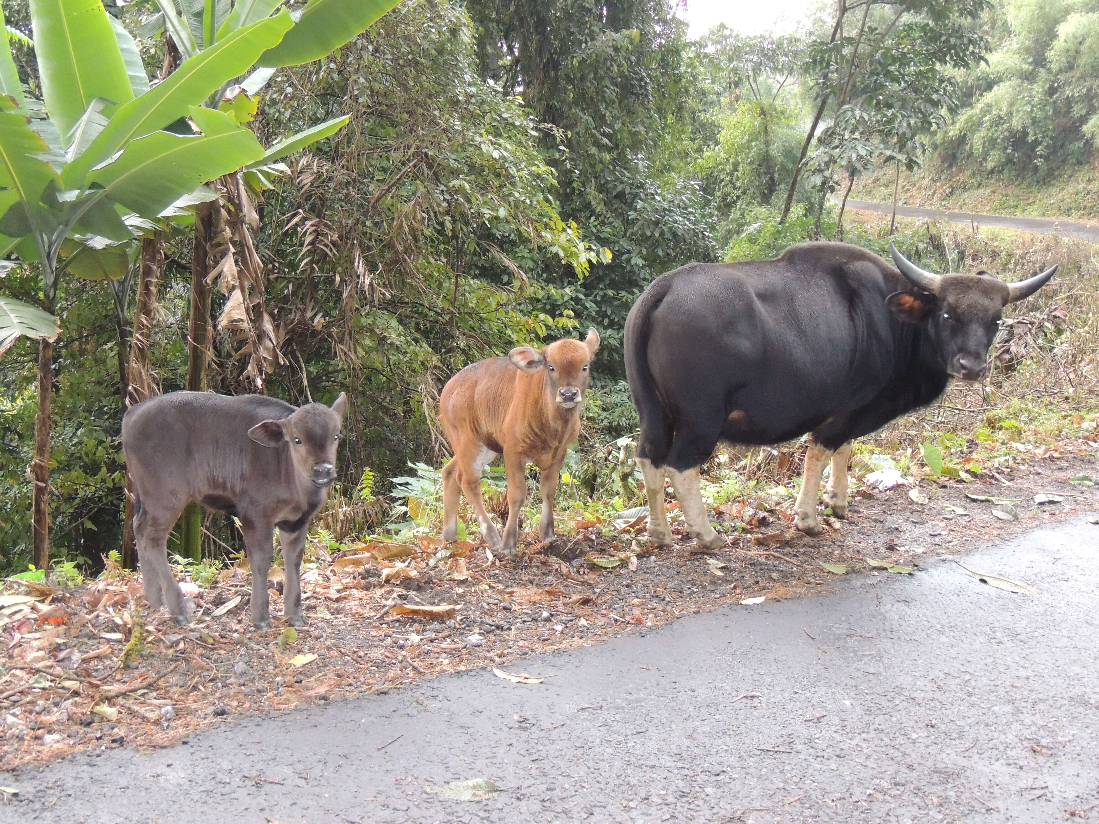 Image of Gaur