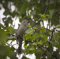 Image of Blackcap