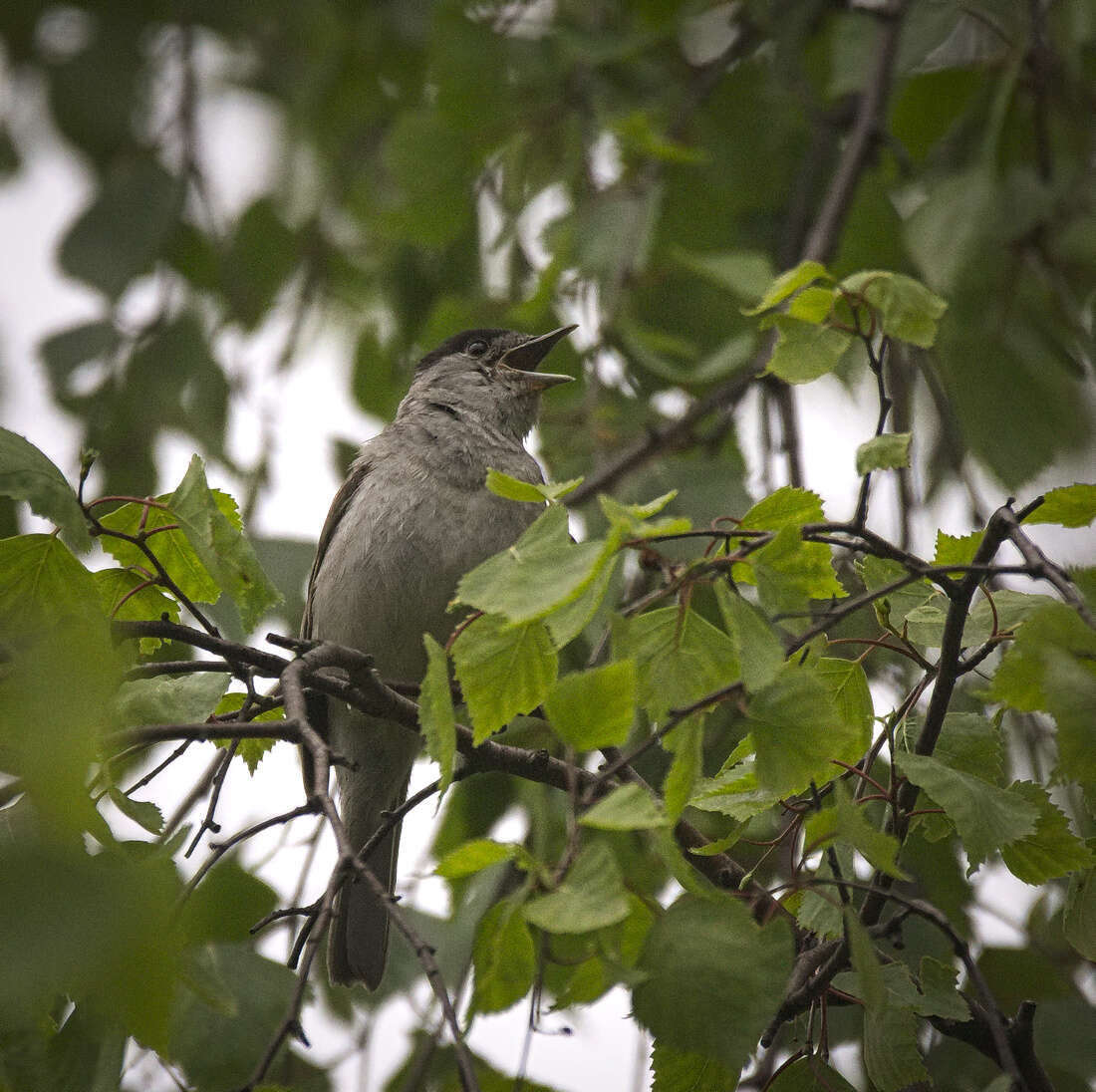 Image of Blackcap