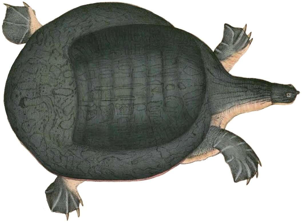 Image of Java Narrow-headed Softshell Turtle