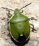 صورة <i>Chlorochroa juniperina</i>