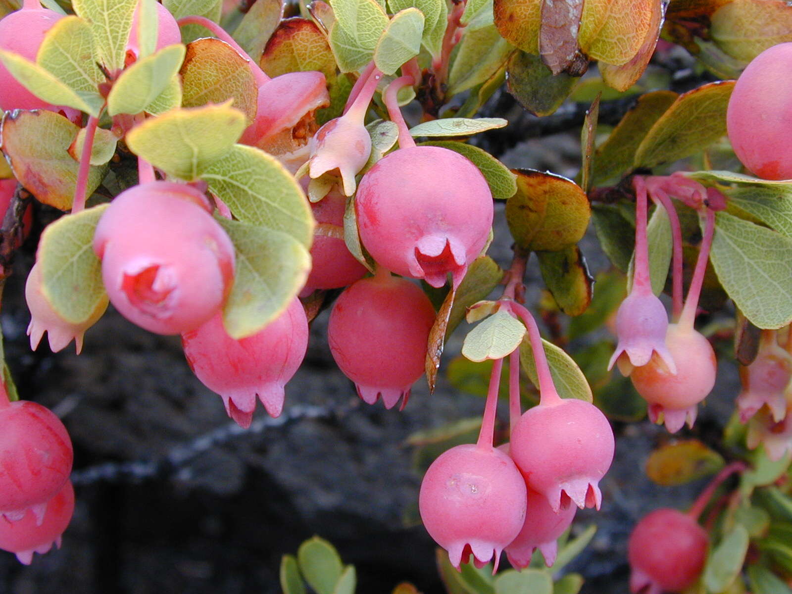 Image de Vaccinium reticulatum Sm.