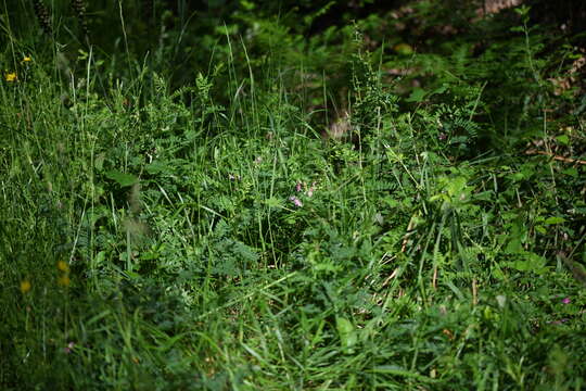 Plancia ëd Vicia cassubica L.