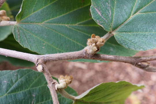 Imagem de Hamamelis mollis Oliv.